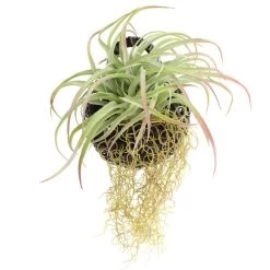 Dunelm Hanging Grass In Black Basket -Decorative Discount Store 1000183204 alt03