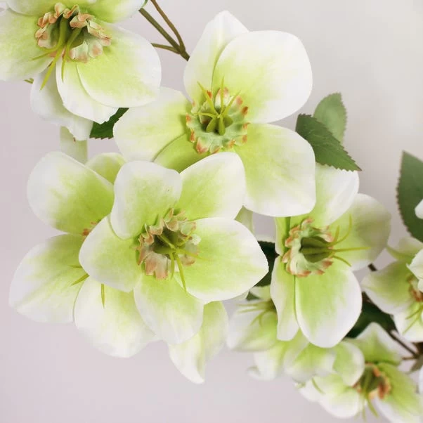 Dunelm Cream Real Touch Hellebore 3 Pack 2 Dunelm Cream Real Touch Hellebore 3 Pack - Image 2