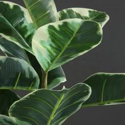 Dunelm Artificial Variagated Triple Stem Rubber Tree 97cm -Decorative Discount Store 1000185126 alt02