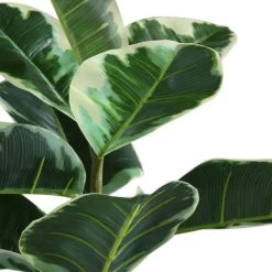Dunelm Artificial Variagated Triple Stem Rubber Tree 97cm -Decorative Discount Store 1000185126 alt03