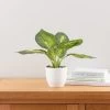 Dunelm Artificial Dieffenbachia In White Pot 34cm