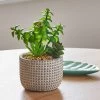 Dunelm Artificial Mini Succulent Garden In Cement Pot