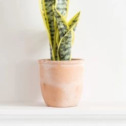 Dunelm Sansevieria In Terracotta Pot -Decorative Discount Store 30724504 alt02
