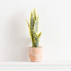 Dunelm Sansevieria In Terracotta Pot -Decorative Discount Store 30724504 alt03