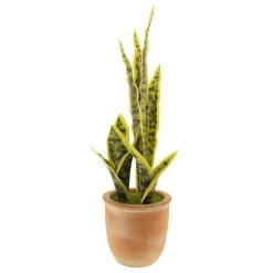 Dunelm Sansevieria In Terracotta Pot -Decorative Discount Store 30724504 alt04