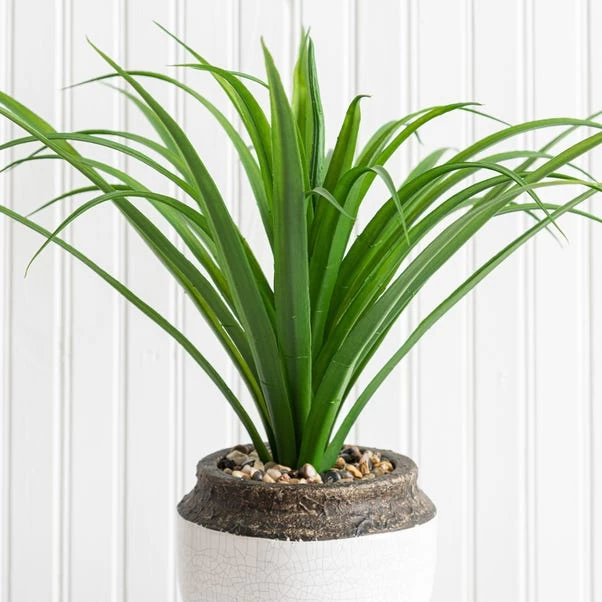 Dunelm Dracaena In Ceramic Pot 42cm 2 Dunelm Dracaena In Ceramic Pot 42cm - Image 2