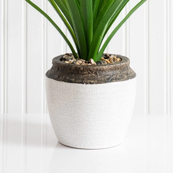 Dunelm Dracaena In Ceramic Pot 42cm 3 Dunelm Dracaena In Ceramic Pot 42cm - Image 3