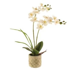 Dunelm Cream Orchid In Cement Pot -Decorative Discount Store 30724535 alt03