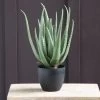 Dunelm Artificial Aloe Vera Plant