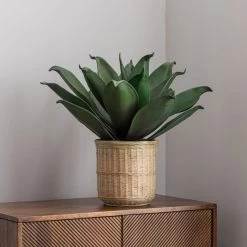 Dunelm Agave In Bamboo Basket -Decorative Discount Store 30726492 alt03