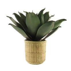 Dunelm Agave In Bamboo Basket -Decorative Discount Store 30726492 alt04