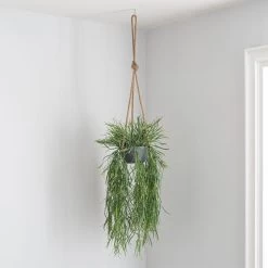 Dunelm Artificial Trailing Grass In Hanging Grey Pot 8 Dunelm Artificial Trailing Grass In Hanging Grey Pot -Decorative Discount Store 30730206 alt03