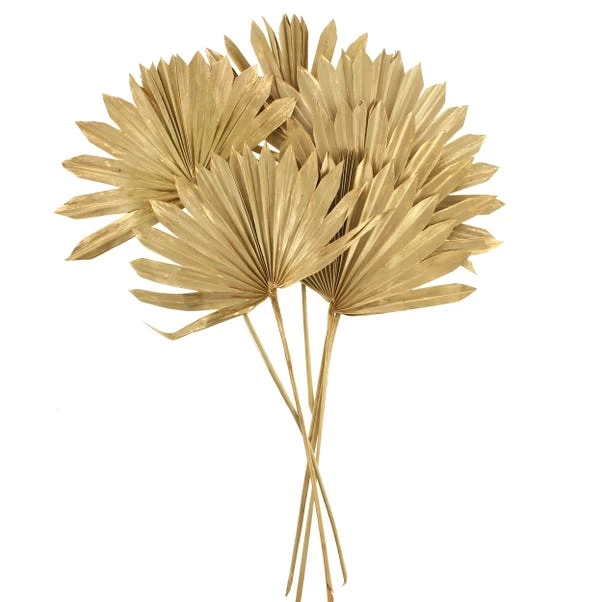 Dunelm Dried Gold Sun Spear Bundle 3 Dunelm Dried Gold Sun Spear Bundle - Image 3
