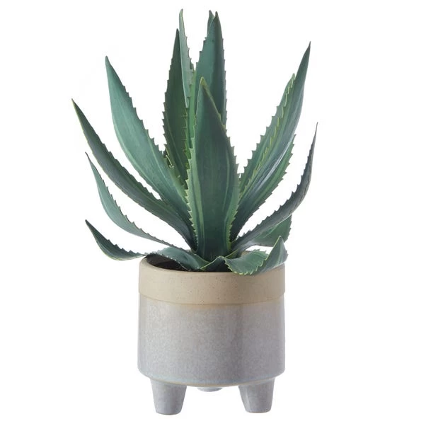 Dunelm Coastal Aloe Vera In Ceramic Pot 3 Dunelm Coastal Aloe Vera In Ceramic Pot - Image 3