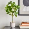 Dunelm Ficus Deltoidea In Terracotta Pot 50cm
