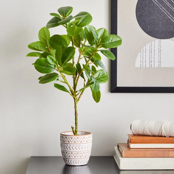 Dunelm Ficus Deltoidea In Terracotta Pot 50cm 1 Dunelm Ficus Deltoidea In Terracotta Pot 50cm