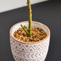 Dunelm Ficus Deltoidea In Terracotta Pot 50cm 5 Dunelm Ficus Deltoidea In Terracotta Pot 50cm -Decorative Discount Store 30732425 alt01