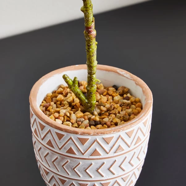 Dunelm Ficus Deltoidea In Terracotta Pot 50cm 2 Dunelm Ficus Deltoidea In Terracotta Pot 50cm - Image 2