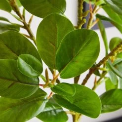 Dunelm Ficus Deltoidea In Terracotta Pot 50cm 6 Dunelm Ficus Deltoidea In Terracotta Pot 50cm -Decorative Discount Store 30732425 alt02