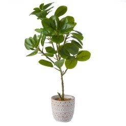 Dunelm Ficus Deltoidea In Terracotta Pot 50cm 7 Dunelm Ficus Deltoidea In Terracotta Pot 50cm -Decorative Discount Store 30732425 alt03