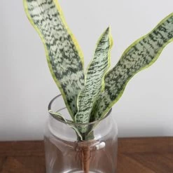 Dunelm Artificial Sansevieria Green Single Stem -Decorative Discount Store 30734540 alt03