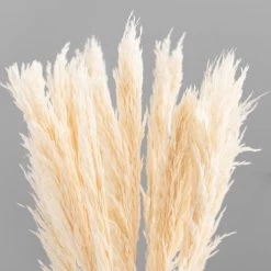 Dunelm Pack Of 12 Dried Bleached Nanal Bundle -Decorative Discount Store 30747113 alt02