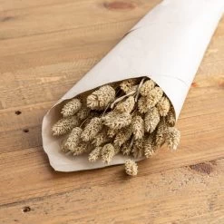 Dunelm Natural Dried Phalaris Bundle -Decorative Discount Store 30747114 alt01