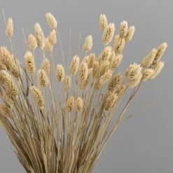 Dunelm Natural Dried Phalaris Bundle -Decorative Discount Store 30747114 alt02