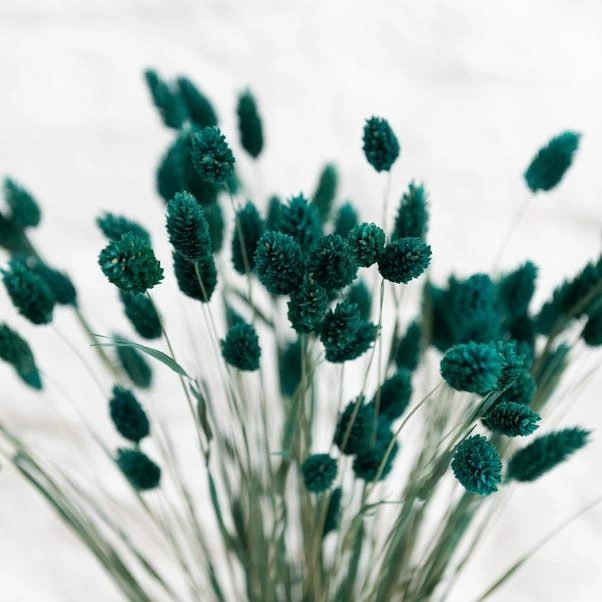Dunelm Teal Dried Phalaris Bundle 3 Dunelm Teal Dried Phalaris Bundle - Image 3