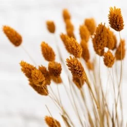 Dunelm Dried Ochre Phalaris Bundle -Decorative Discount Store 30747117 alt03