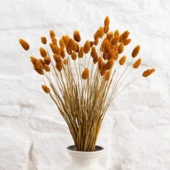 Dunelm Dried Ochre Phalaris Bundle -Decorative Discount Store 30747117 alt04