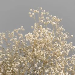 Dunelm Dried White Gypsophila Bundle -Decorative Discount Store 30748843 alt02