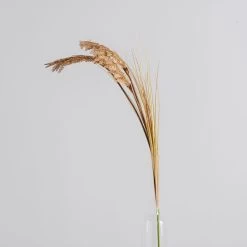 Dunelm Tall Natural Seeded Grass 128cm -Decorative Discount Store 30749015 alt02