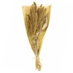 Dunelm Dried Setaria Macrostachia 50cm Natural Bundle -Decorative Discount Store 30751160 alt04