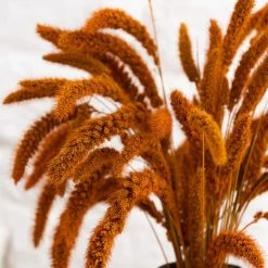 Dunelm Dried 55cm Orange Setaria Macrostachia Bundle -Decorative Discount Store 30751171 alt02