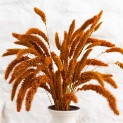 Dunelm Dried 55cm Orange Setaria Macrostachia Bundle -Decorative Discount Store 30751171 alt03