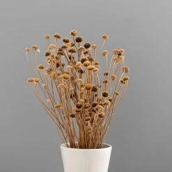 Dunelm Dried Natural Wild Daisy Bundle -Decorative Discount Store 30751174 alt03