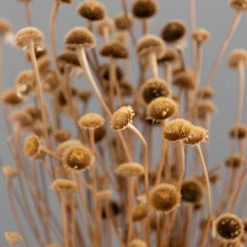 Dunelm Dried Natural Wild Daisy Bundle -Decorative Discount Store 30751174 alt04