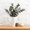 Dunelm Preserved Eucalyptus Syneria Bundle