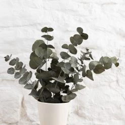 Dunelm Preserved Eucalyptus Syneria Bundle -Decorative Discount Store 30751175 alt03