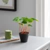 Dunelm Artificial Chinese Money Plant In Black Pot 24cm