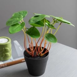 Dunelm Artificial Chinese Money Plant In Black Pot 24cm -Decorative Discount Store 30752436 alt02