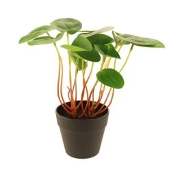 Dunelm Artificial Chinese Money Plant In Black Pot 24cm -Decorative Discount Store 30752436 alt03