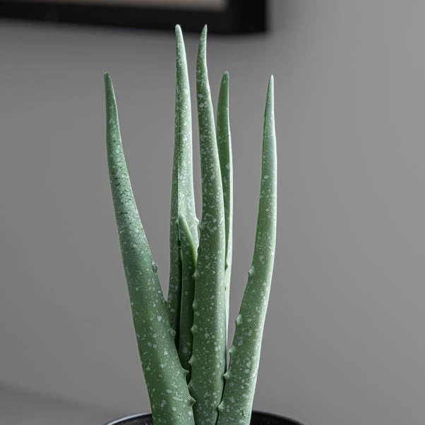 Dunelm Artificial Aloe Vera In Black Pot 24cm 2 Dunelm Artificial Aloe Vera In Black Pot 24cm - Image 2
