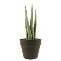 Dunelm Artificial Aloe Vera In Black Pot 24cm 7 Dunelm Artificial Aloe Vera In Black Pot 24cm -Decorative Discount Store 30752437 alt03
