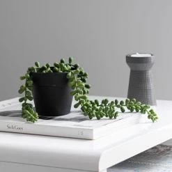 Dunelm Artificial Trailing String Of Pearls In Black Pot -Decorative Discount Store 30752443 alt02