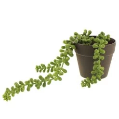 Dunelm Artificial Trailing String Of Pearls In Black Pot -Decorative Discount Store 30752443 alt03