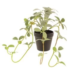 Dunelm Artificial Trailing Leaves In Pot -Decorative Discount Store 30752445 alt03