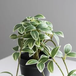 Dunelm Artificial Trailing Tradescantia In Pot 5 Dunelm Artificial Trailing Tradescantia In Pot -Decorative Discount Store 30754625 alt01