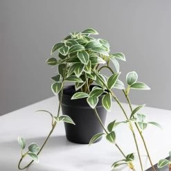 Dunelm Artificial Trailing Tradescantia In Pot 6 Dunelm Artificial Trailing Tradescantia In Pot -Decorative Discount Store 30754625 alt02